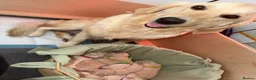 Golden Retriever dogs for sale: Golden Retriever Puppies  - Advert 8