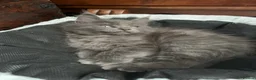 Maine Coon cats for sale: Beautiful Maincoons from registered parents - Advert 18
