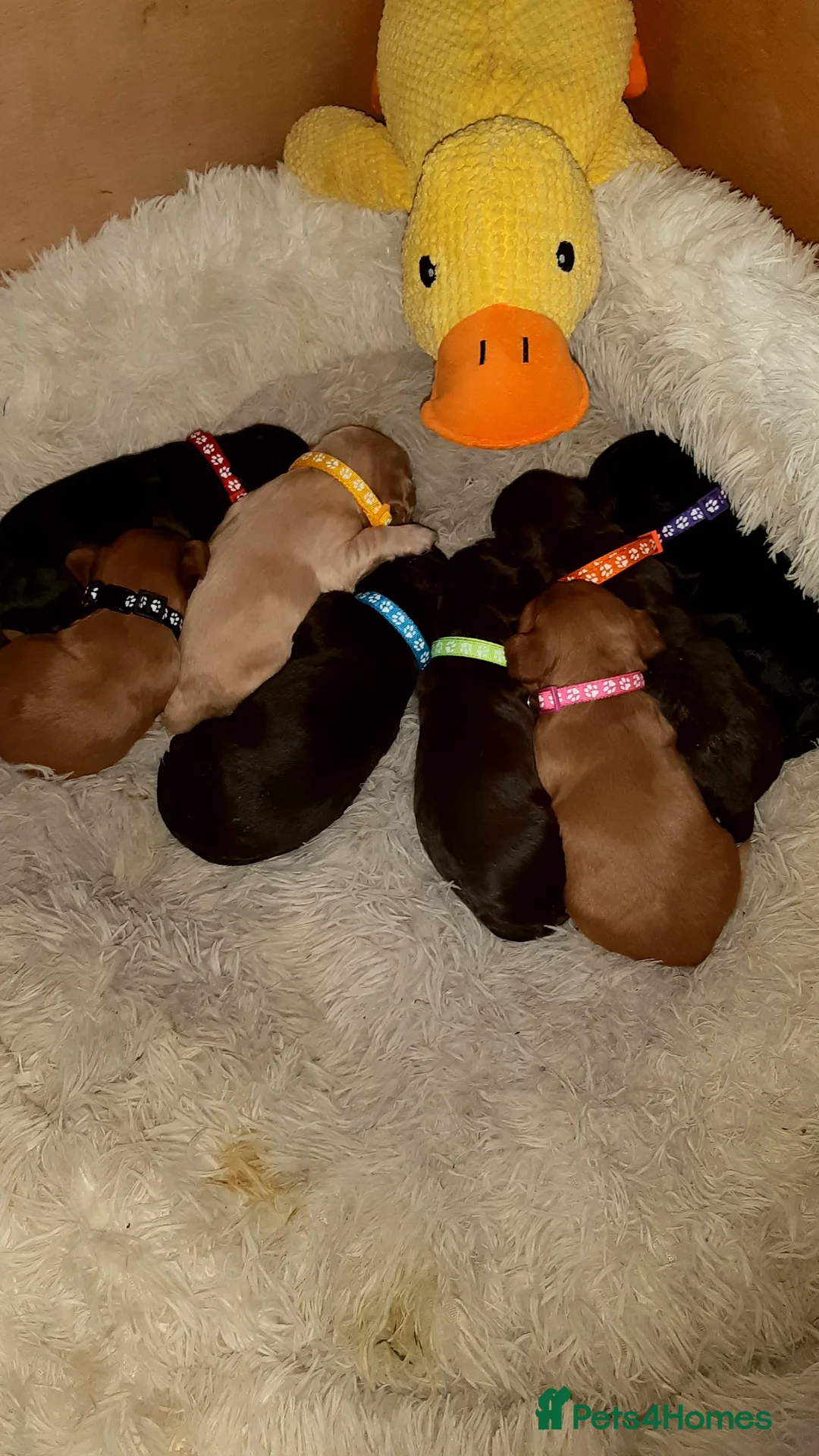 Cocker Spaniel dogs for sale: KC registered Working Cocker Spaniel pups - Advert 1