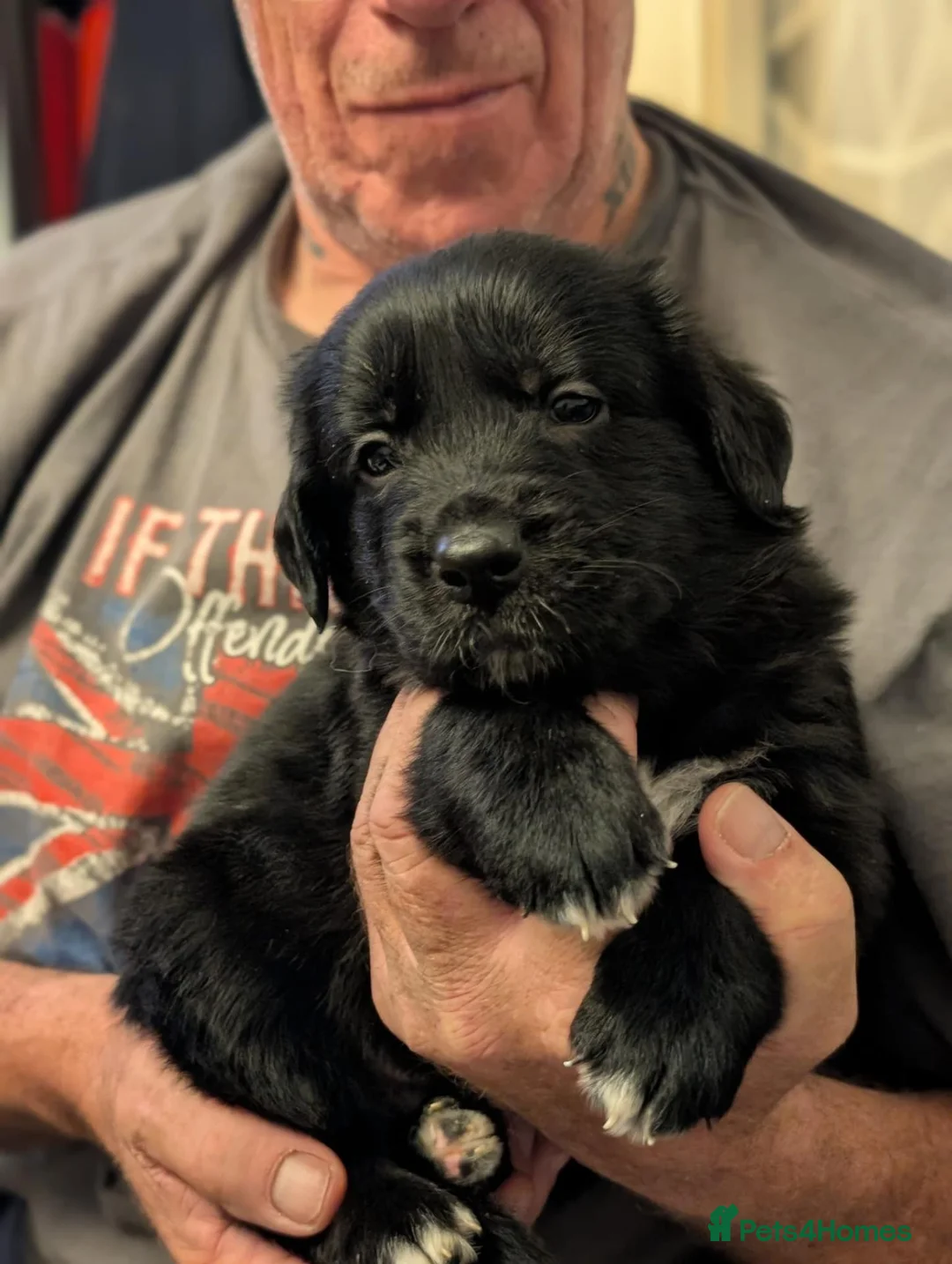 Mixed Breed dogs for sale: A litter of 10 beautiful Coltriever puppies - Advert 19