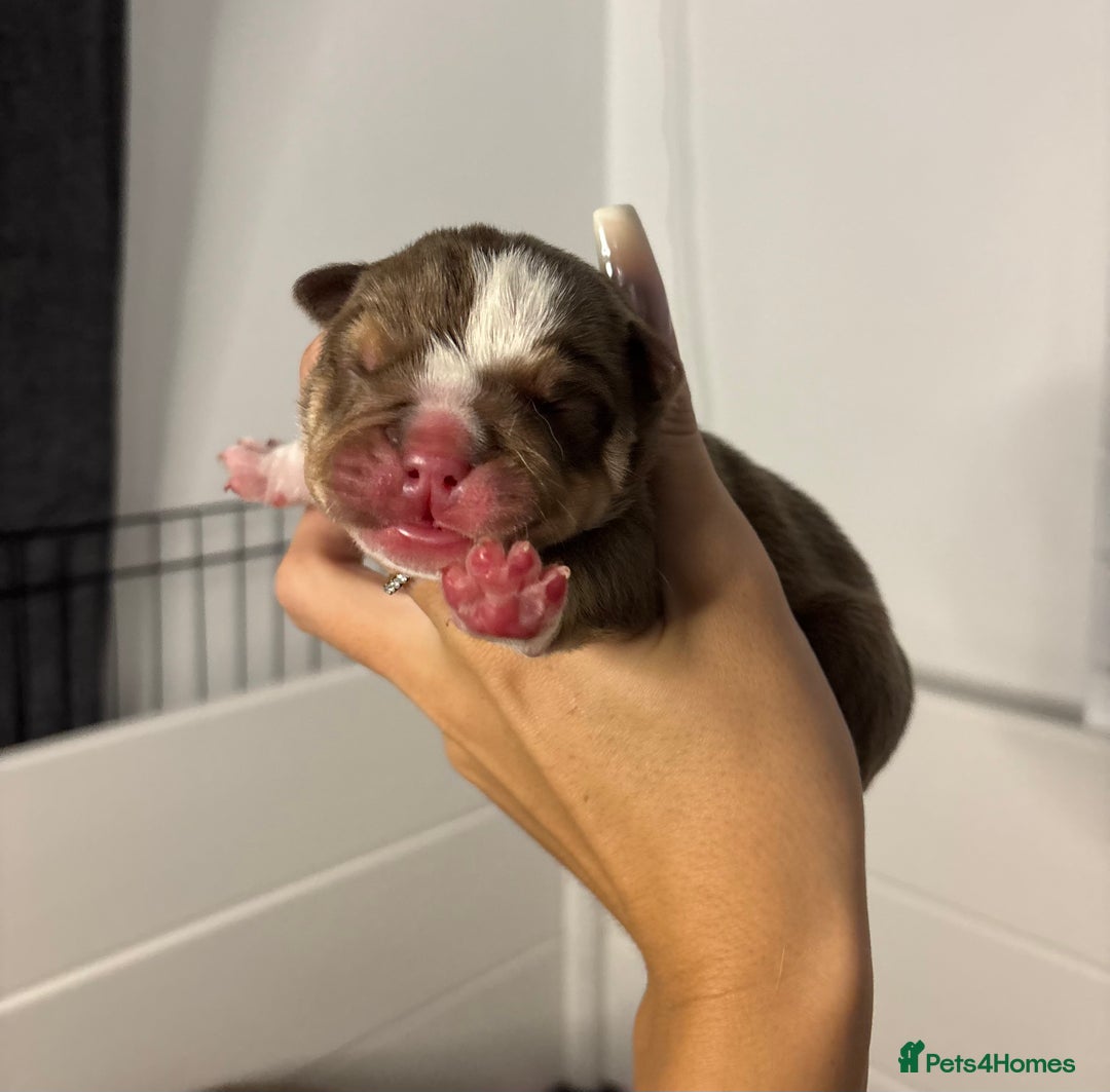 English Bulldog dogs for sale: Only one male left! Ready on the 27th of October  - Image 10