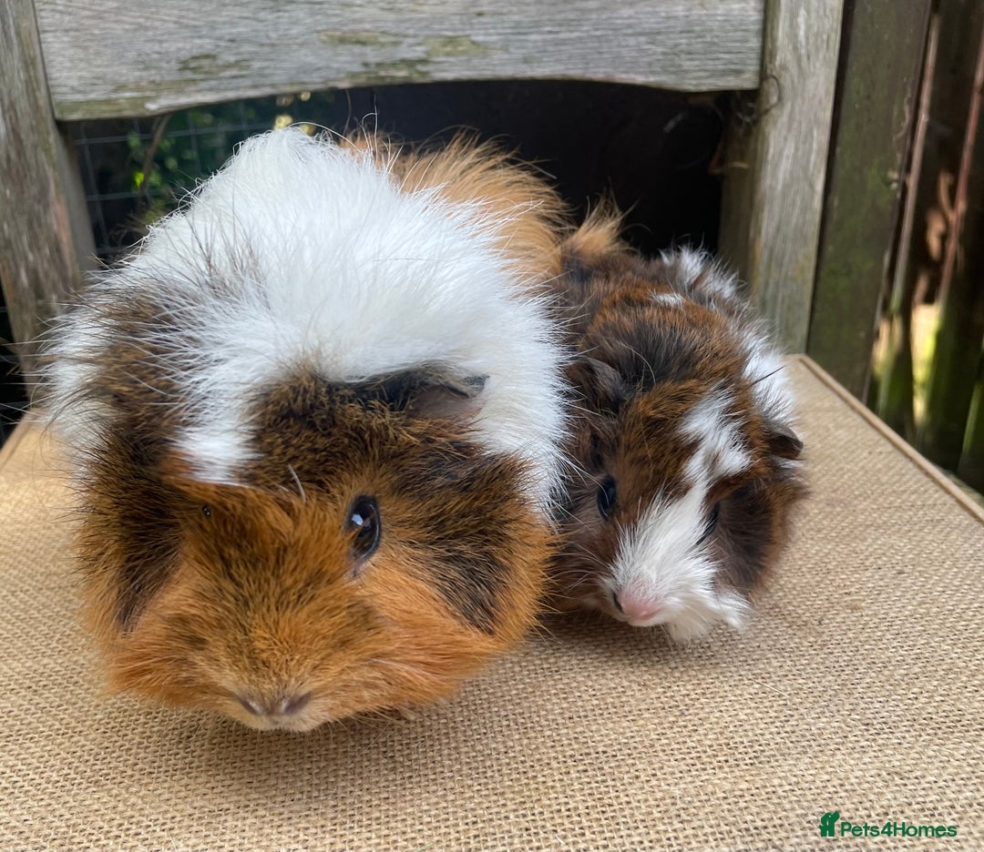 Guinea Pig rodents for sale: Lovely mum and baby girl  - Image 2