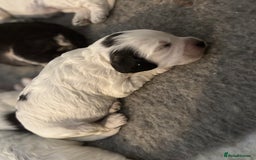 Cockapoo dogs for sale: F1 cockapoos beautiful litter 5 left* - Image 6