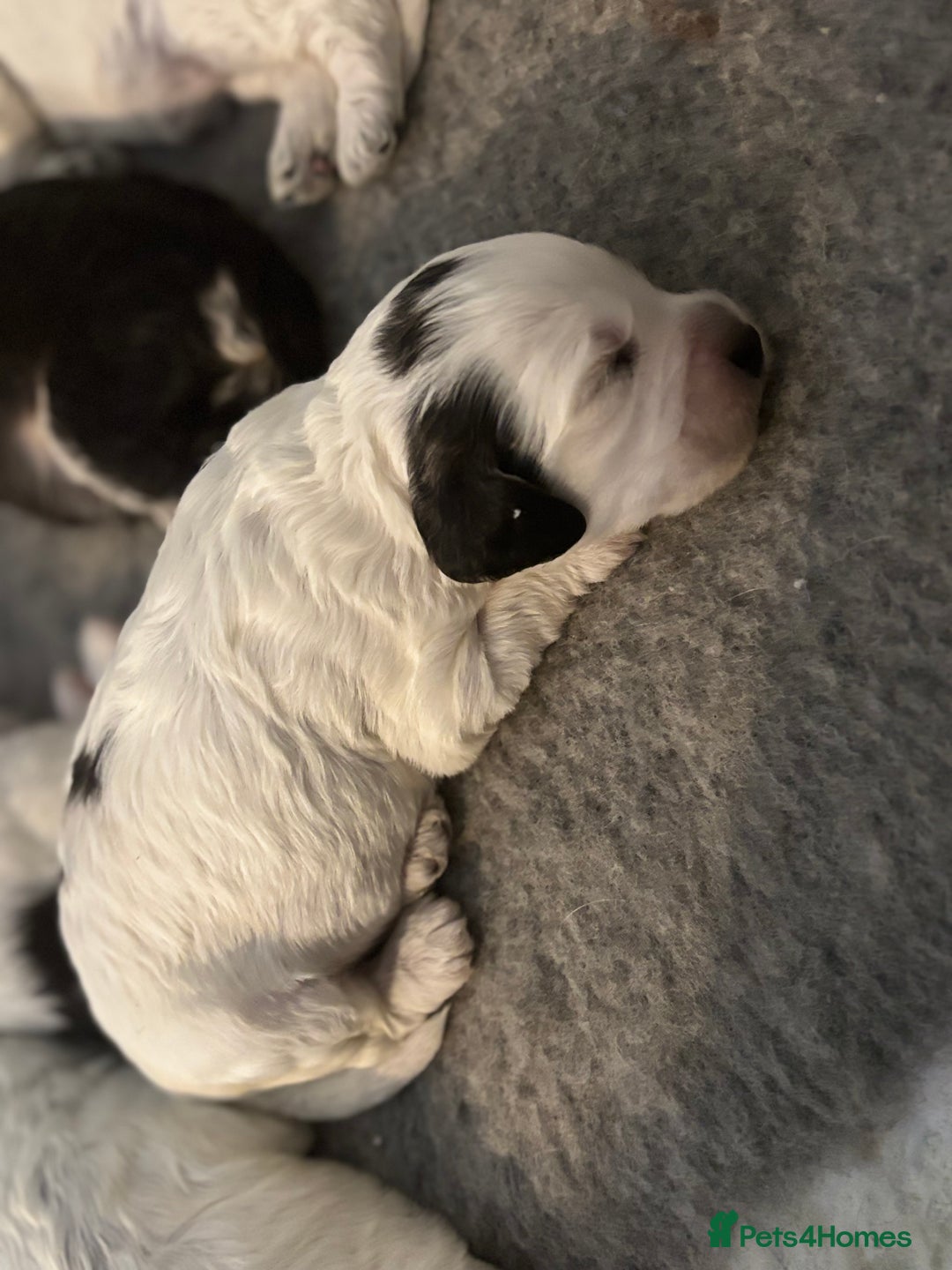 Cockapoo dogs for sale: F1 cockapoos beautiful litter 5 left* - Image 6