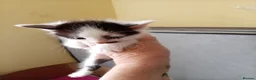 Mixed Breed cats for sale: Kay mcdonald - Advert 10