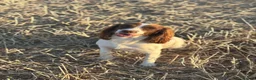English Springer Spaniel dogs for sale: KC health tested springer puppies  - Advert 7