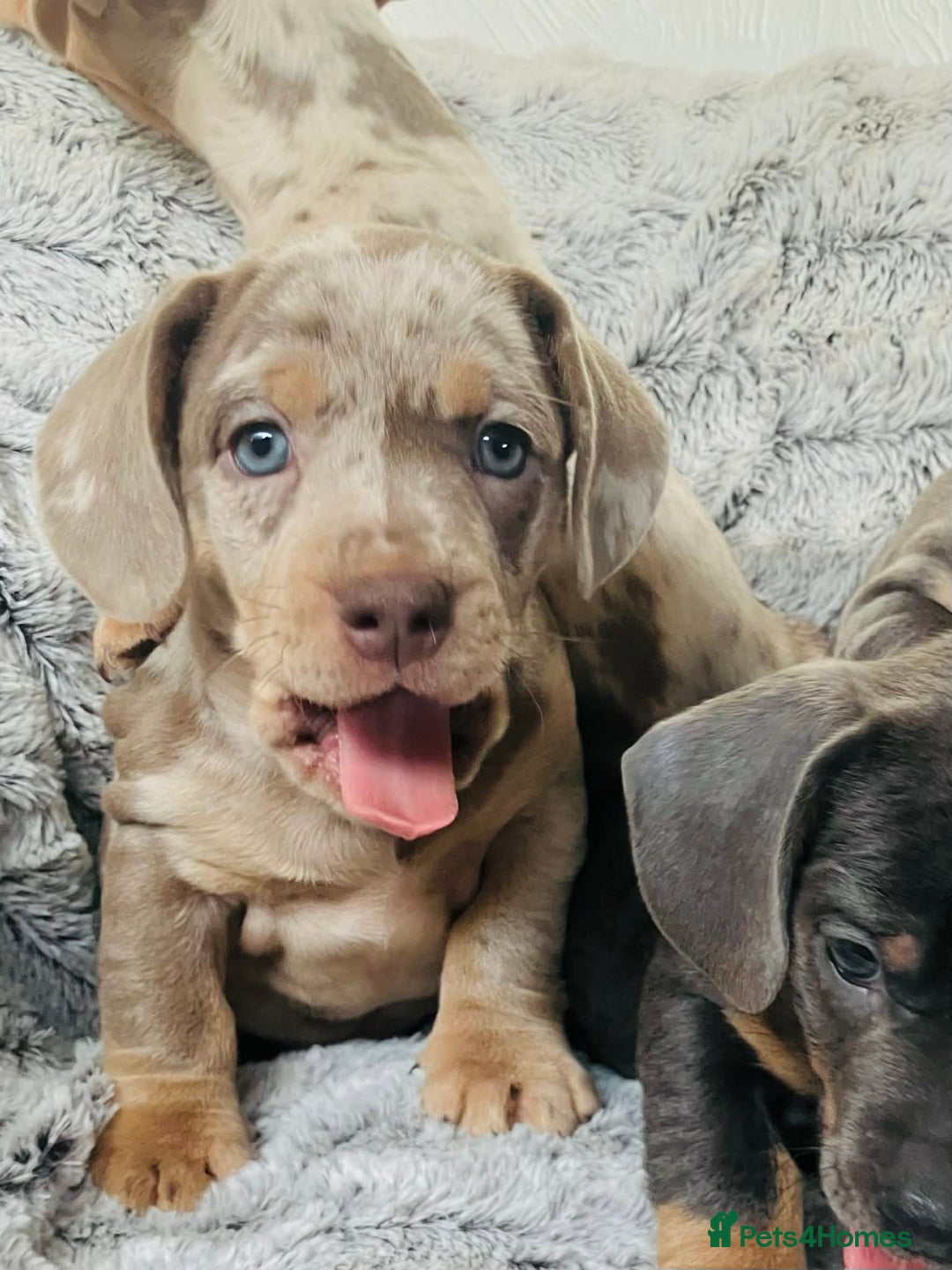 Mixed Breed dogs for sale: Bulldog x Mini Dachshund Puppies - Advert 12