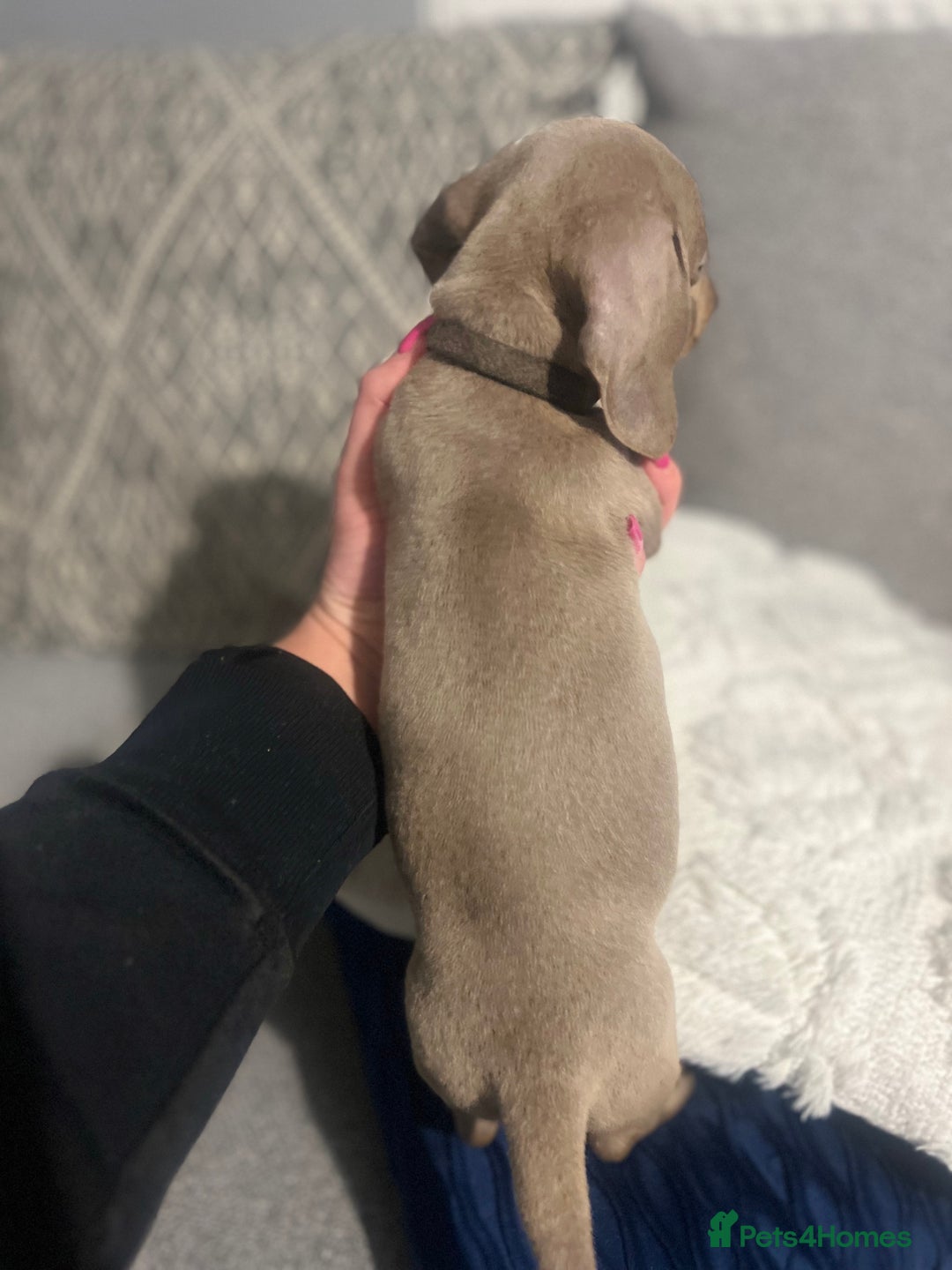 Miniature Dachshund dogs for sale: Isabella & Tan Mini Dachshund puppies 🤎 - Advert 8