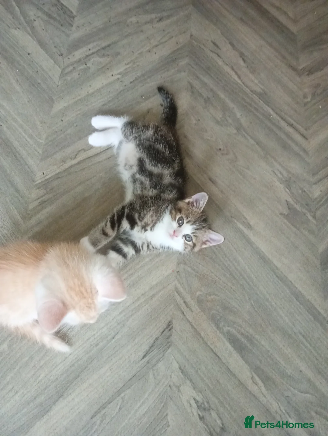 Mixed Breed cats for sale: Beautiful kittens ready now  - Advert 6
