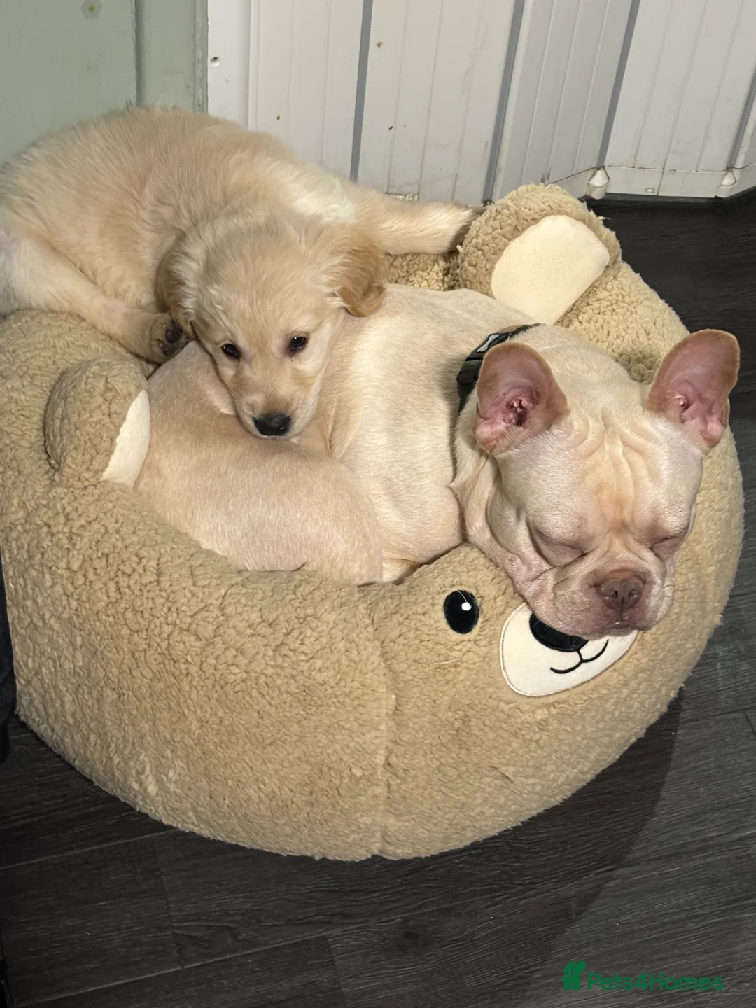 Golden Retriever dogs for sale: 10 week old golden retriever  - Advert 6