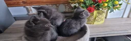 Mixed Breed cats for sale: Ragdoll cross ready now - Advert 8