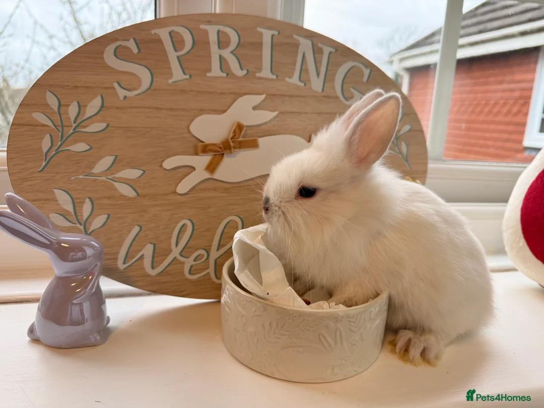 Mixed Breed rabbits for sale: Lion Head x Polish kits for sale (Mixed)  - Advert 11