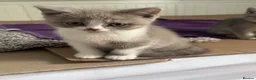 British Shorthair cats for sale: Beautiful GCCF kittens - Ready Now  - Advert 5