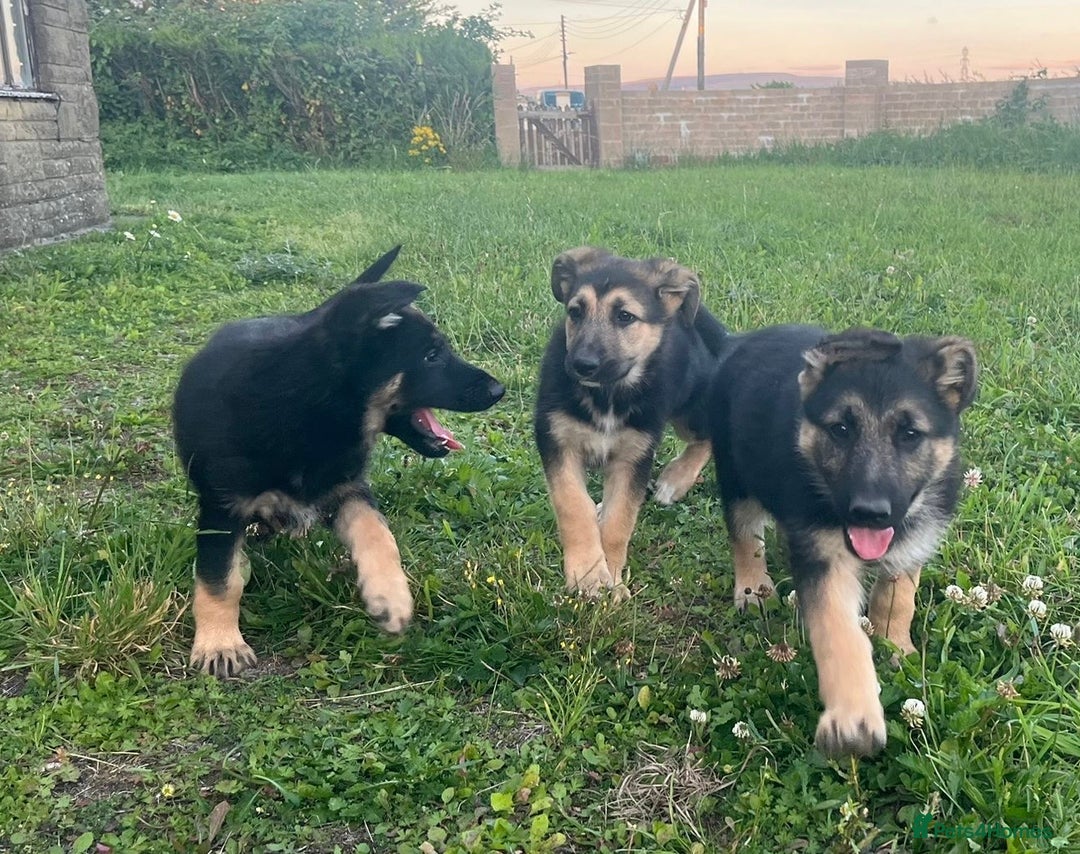 German Shepherd dogs for sale: 2 German Shepherd Bitches Ready Now - Image 17