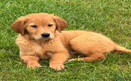 Golden Retriever dogs for sale: Dark fox red KC golden retriever puppies - Image 27