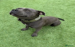 Staffordshire Bull Terrier dogs for stud: REGGIE kc PROVEN (HEALTH TESTED) Dark Blue in Wisbech - Image 6