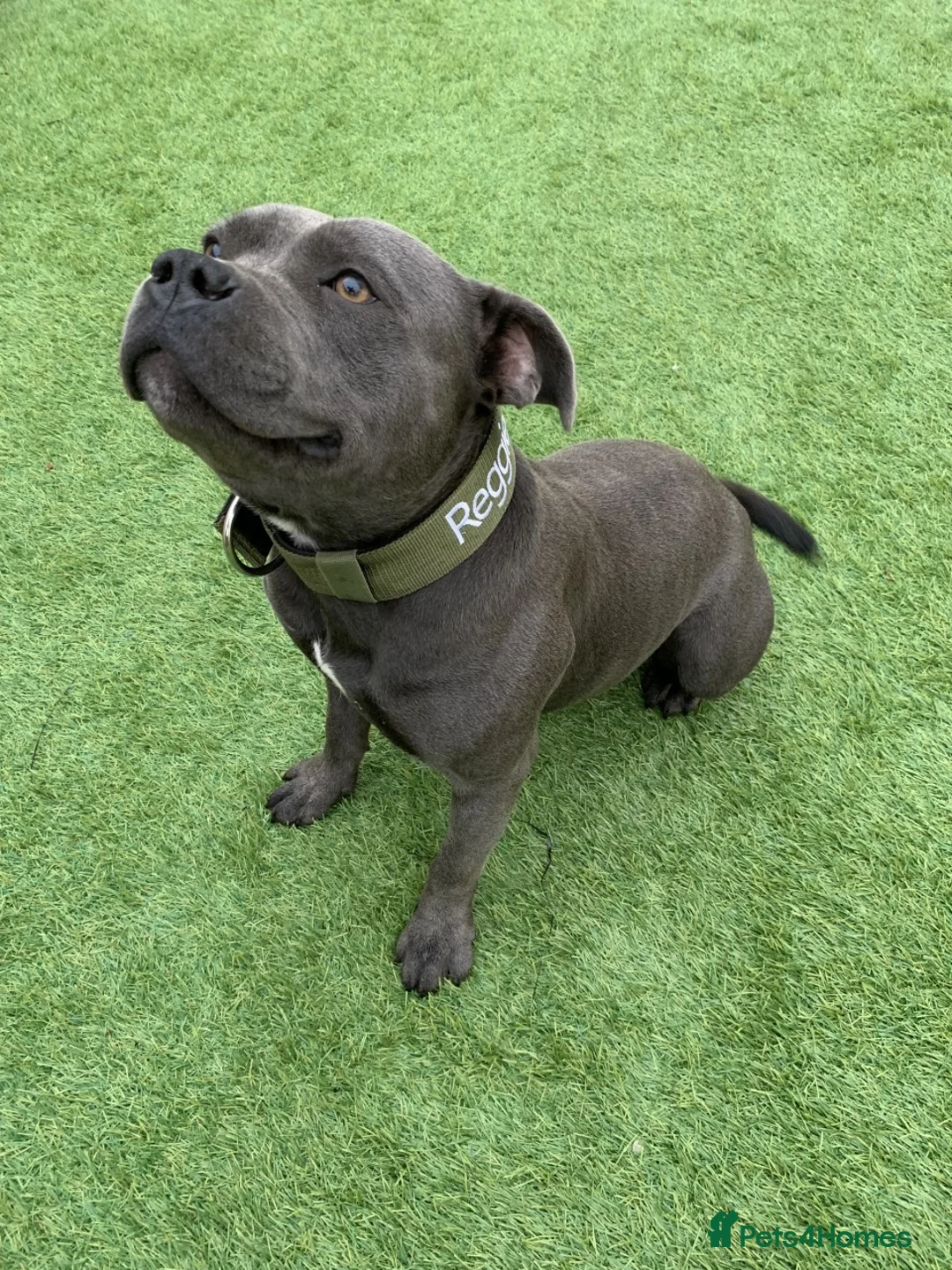 Staffordshire Bull Terrier dogs for stud: REGGIE kc PROVEN (HEALTH TESTED) Dark Blue in Wisbech - Advert 6