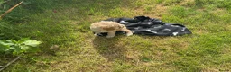 Cavapoo dogs for sale: Absolutely gorgeous Cavapoo puppies  in Umberleigh - Advert 11