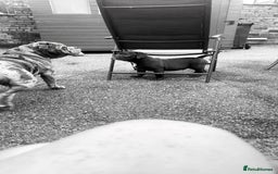 Old Tyme Bulldog dogs for sale: Chocolate male for sale  - Advert 7