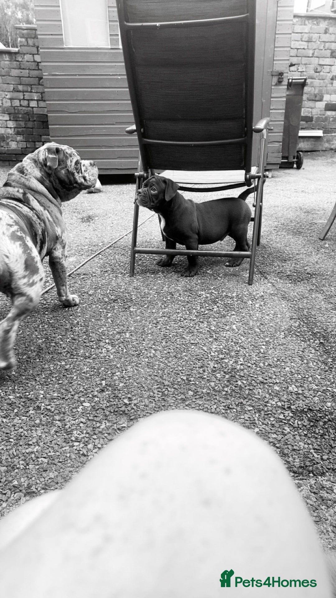 Old Tyme Bulldog dogs for sale: Chocolate male for sale  - Advert 7