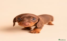 Miniature Dachshund dogs for sale: 🏆Champion KC Mini Dachshunds 0.4% COI 👌🏻 - Image 11