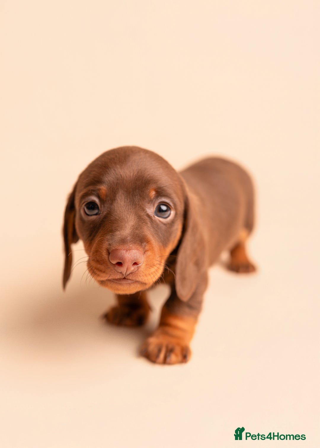 Miniature Dachshund dogs for sale: 🏆Champion KC Mini Dachshunds 0.4% COI 👌🏻 - Image 11