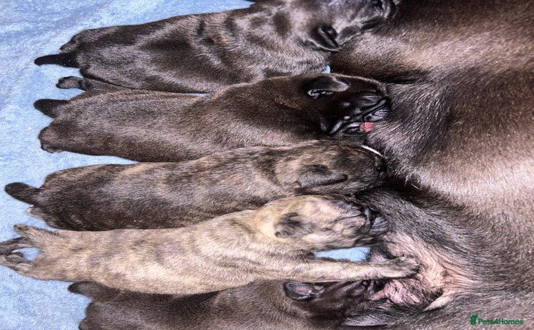 Frug dogs - Advert 1