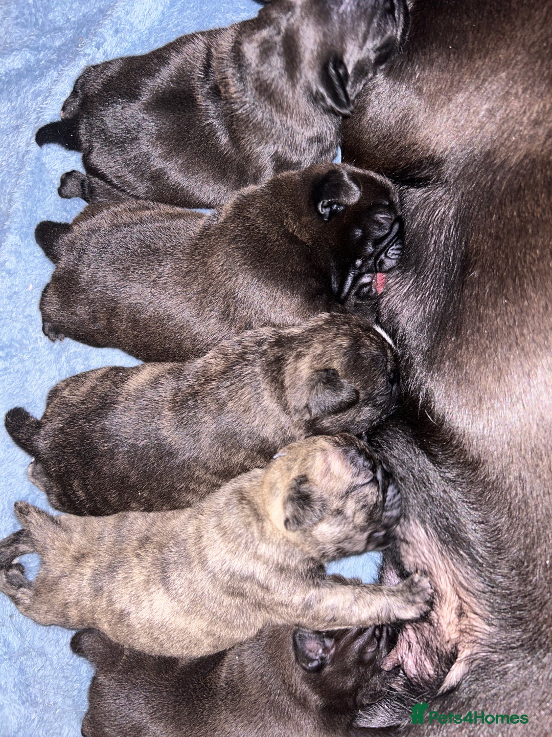 Frug dogs for sale: Frug puppies  - Advert 9