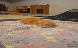 Mixed Breed cats for sale: 1 kitten left ready  2nd sept  - Image 7