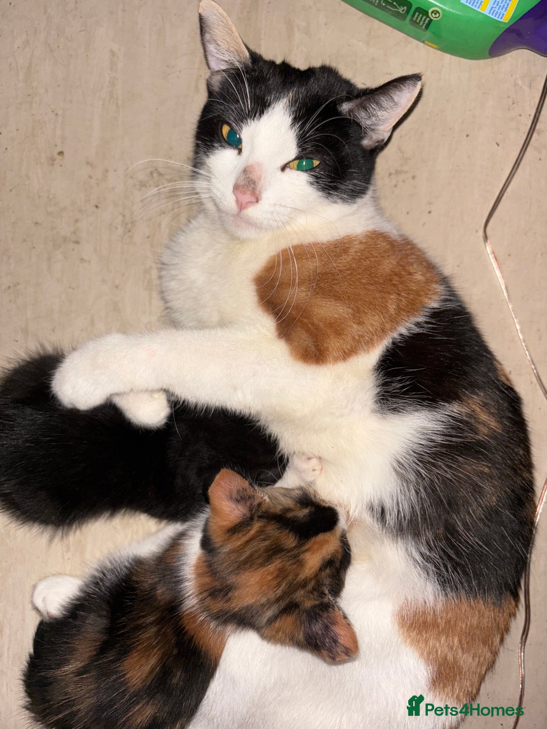 Domestic Shorthair cats for sale: Kittens Available  - Image 2