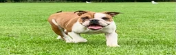 English Bulldog dogs for sale: Kc Registered Red & White Female British Bulldog - Advert 3