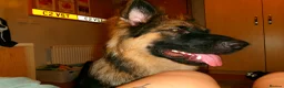 German Shepherd dogs for sale: Pure bred German Shepherd  - Advert 9