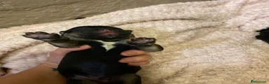 Mixed Breed 4