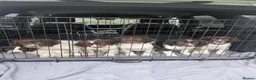 English Springer Spaniel dogs for sale: English Springer Spaniel  - Advert 5