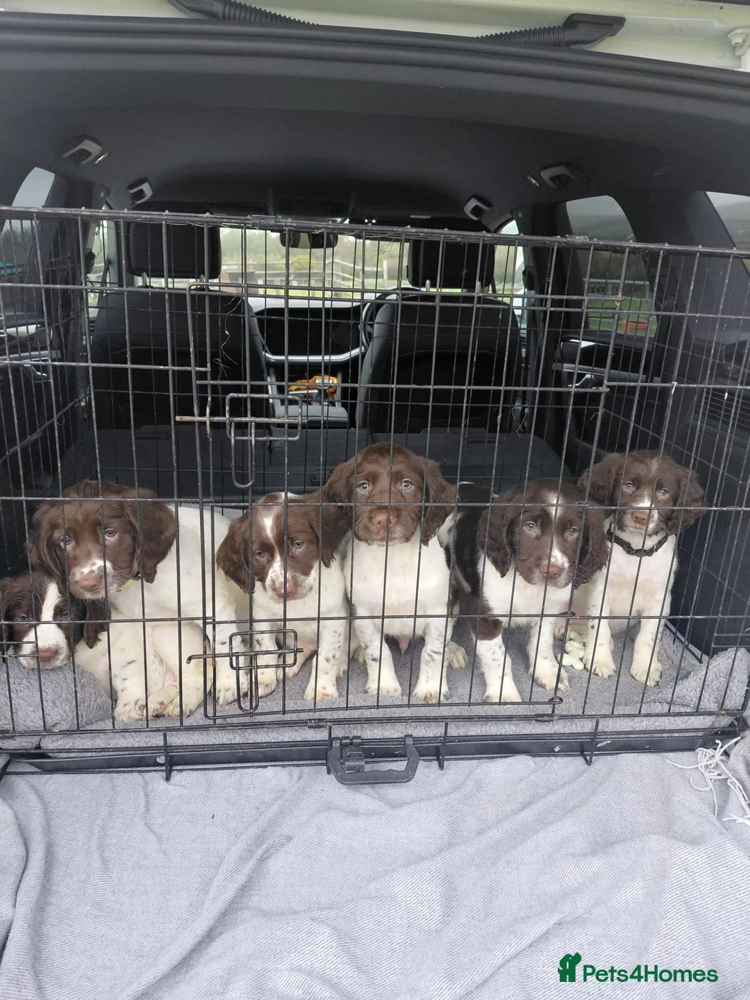 English Springer Spaniel dogs for sale: English Springer Spaniel  - Advert 5