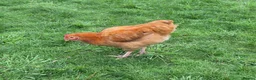 Chickens poultry for sale: Rooster - Buff Orpington Mixed in Barnetby - Advert 2