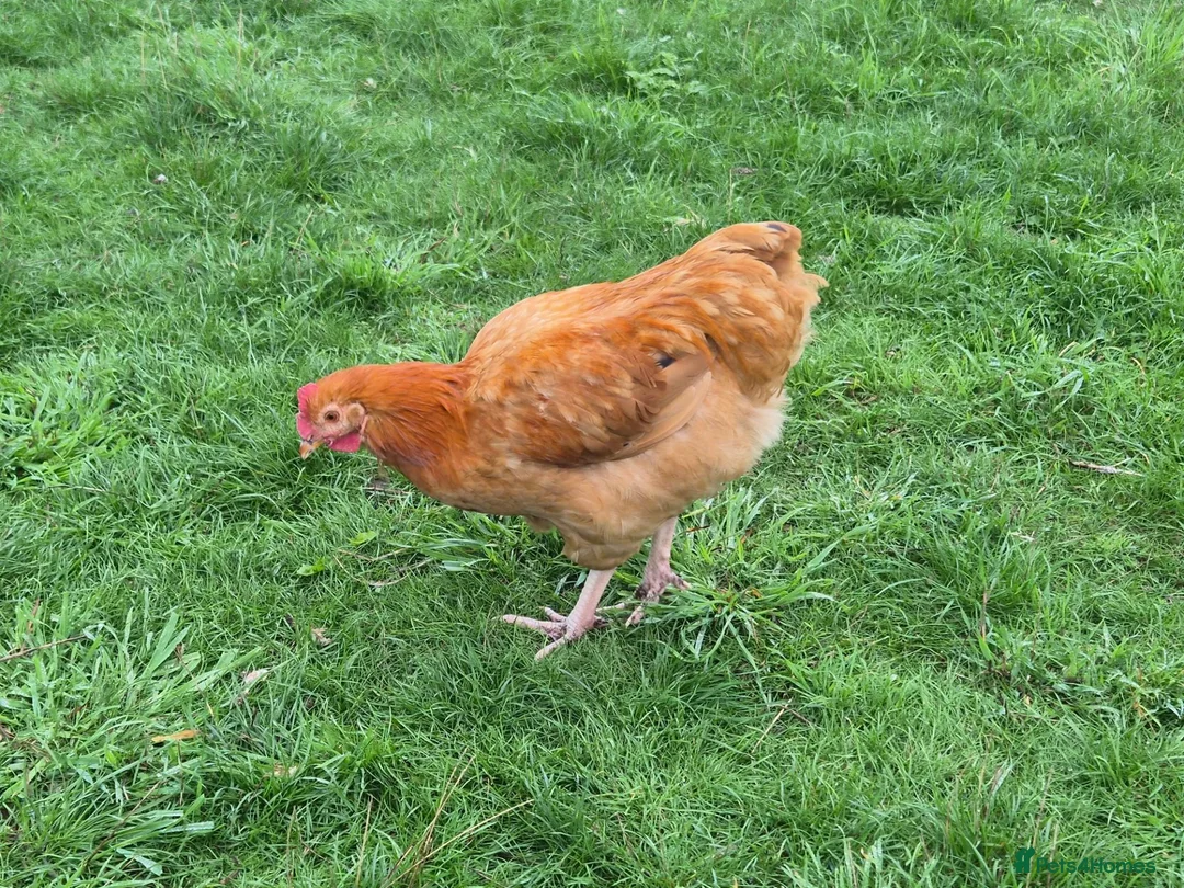 Chickens poultry for sale: Rooster - Buff Orpington Mixed in Barnetby - Advert 2