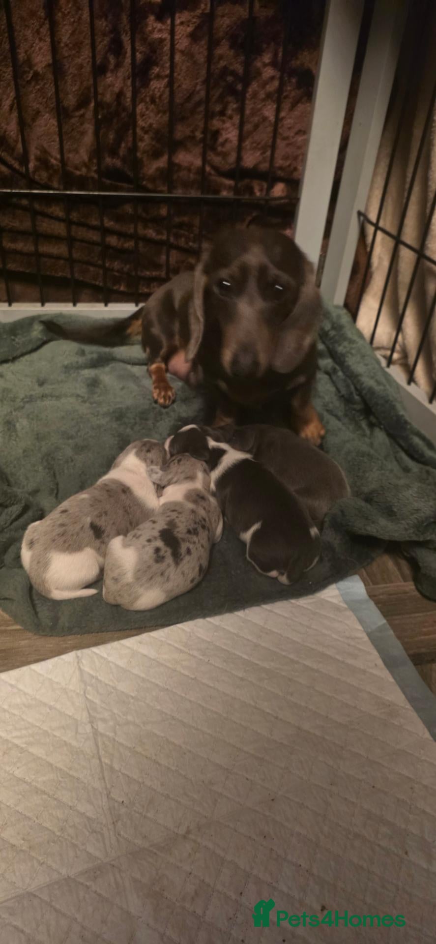Dachshund dogs Mini dashunds puppies - Advert 1