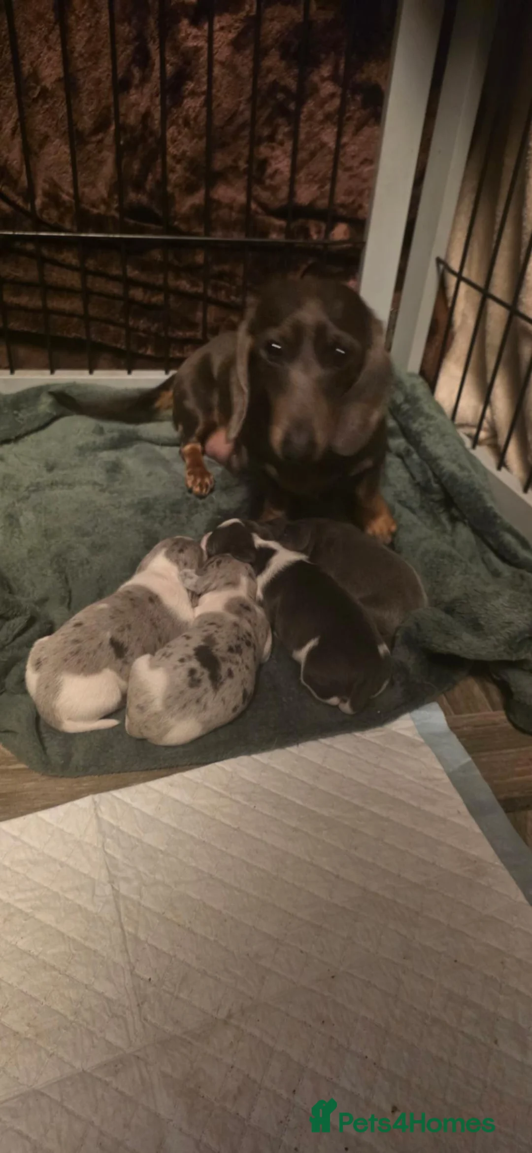 Dachshund dogs for sale: Mini dashunds puppies - Advert 2