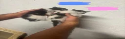 Mixed Breed cats for sale: kittens for sale telford  in Telford - Advert 7