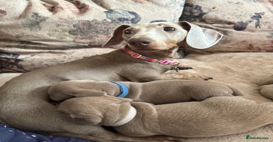 Miniature Dachshund dogs KC Reg Isabella & Tan Miniature Dachshund Puppies - Advert 2