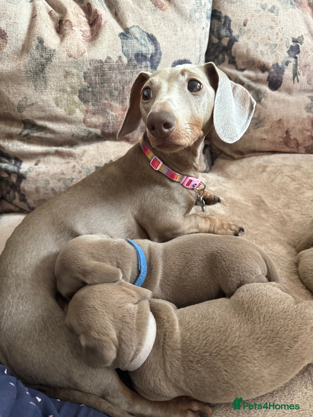 Miniature Dachshund dogs for sale: KC Reg Isabella & Tan Miniature Dachshund Puppies - Advert 4