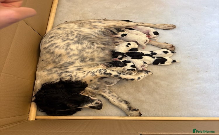 English Springer Spaniel dogs - Advert 4