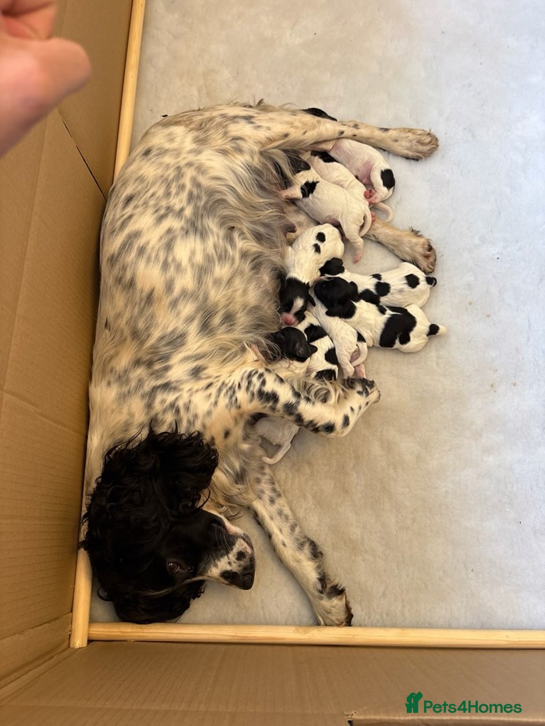 English Springer Spaniel dogs for sale: Springer spaniel puppies  - Image 1