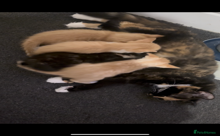 Domestic Shorthair cats - Advert 1