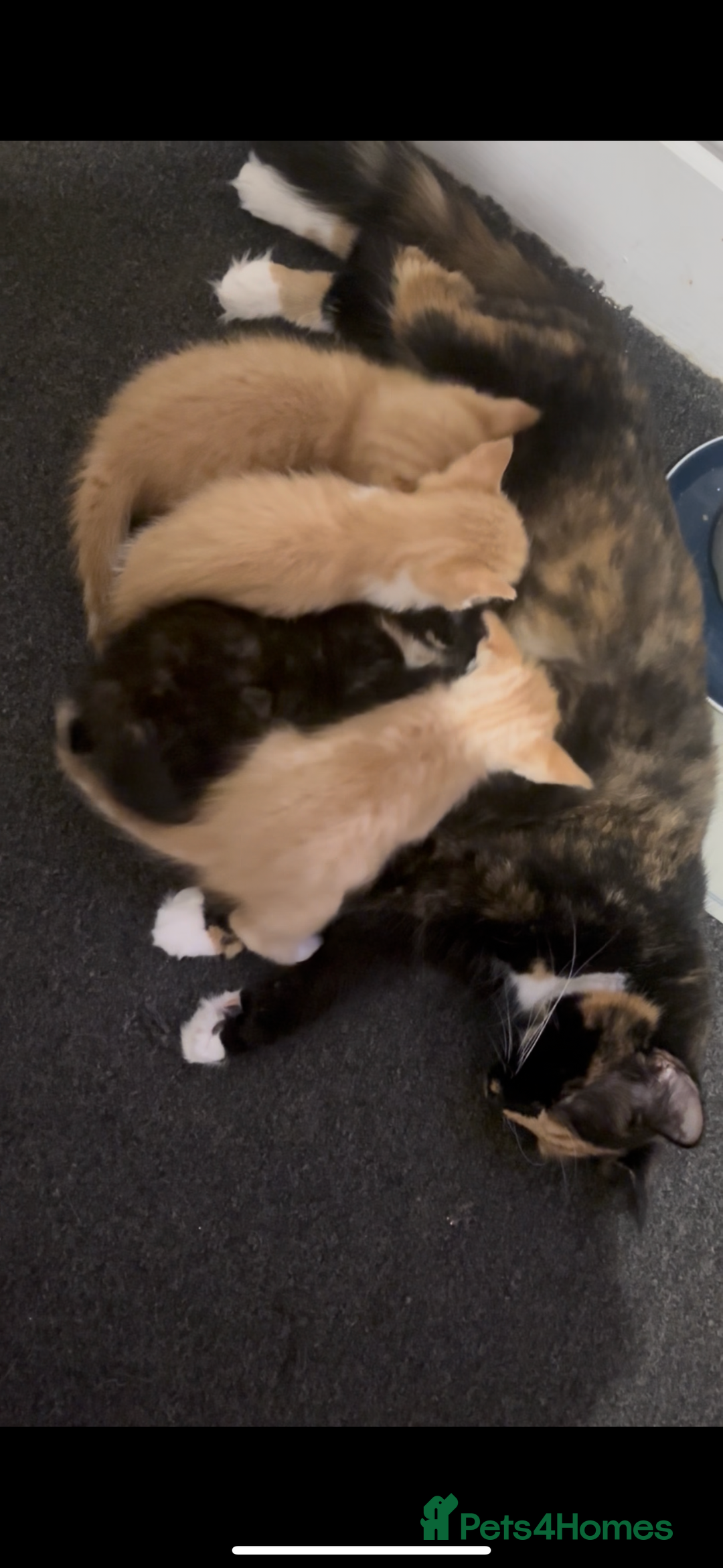 Domestic Shorthair cats for sale: 4 beautiful kittens looking for homes 🏡🥰 - Image 1