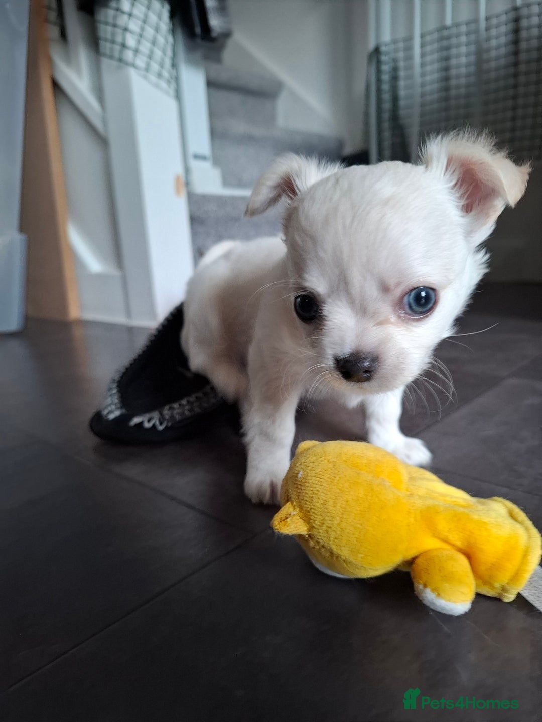 Chihuahua dogs for sale: Gorgeous Chihuahua puppies ❤️👑❤️ Bristol  - Advert 26