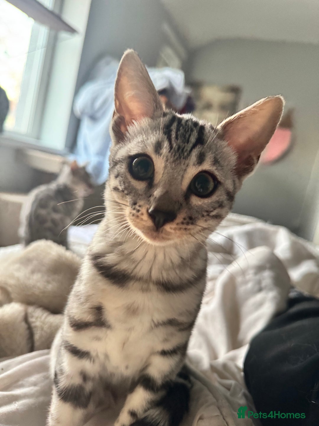 Bengal cats for sale: Tica registered beautiful kittens - Advert 21