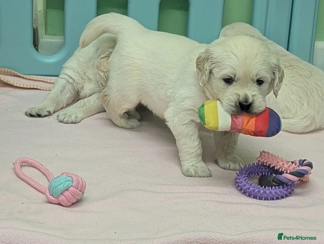 Golden Retriever dogs for sale: 🐾6  Golden Retriever Puppies! 🐾 - Advert 3