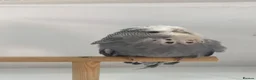 Budgerigars birds for sale: Baby Budgies - Advert 7